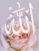 ALLAH 